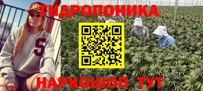 крисы Краснодар
